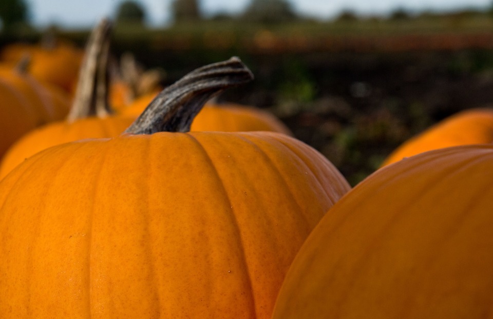 pumpkins, autumn, fall