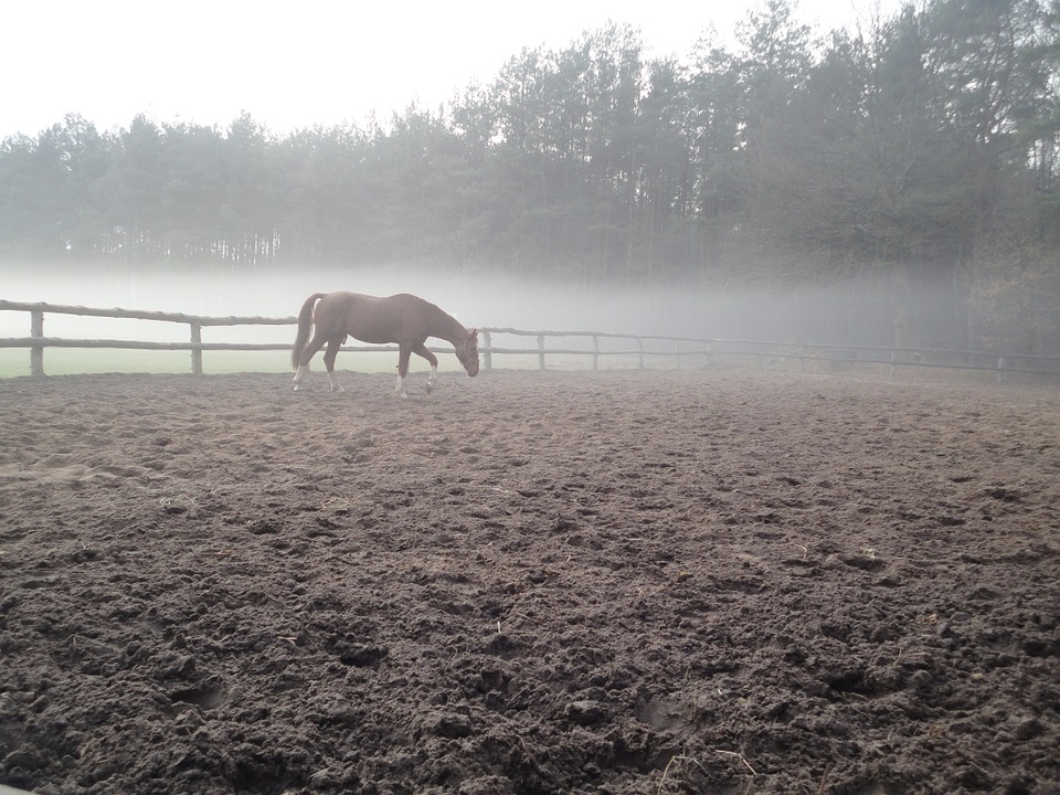 horse, fog, nature