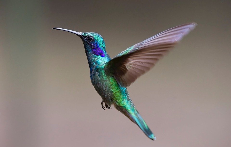 hummingbird, bird, trochilidae