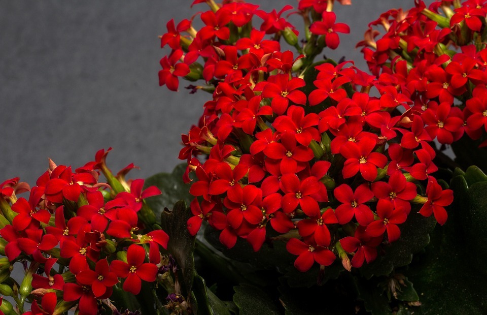 flowers, red, small flowers