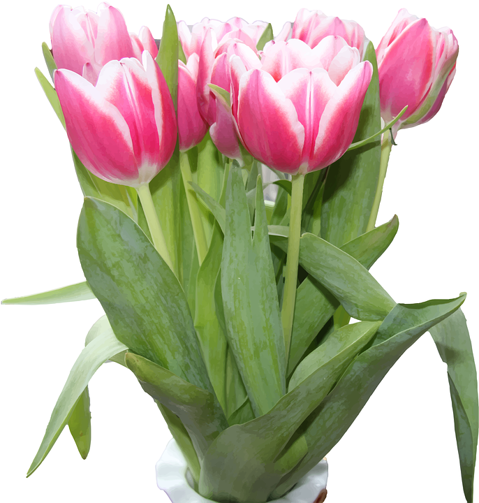 tulips, flowers, pink