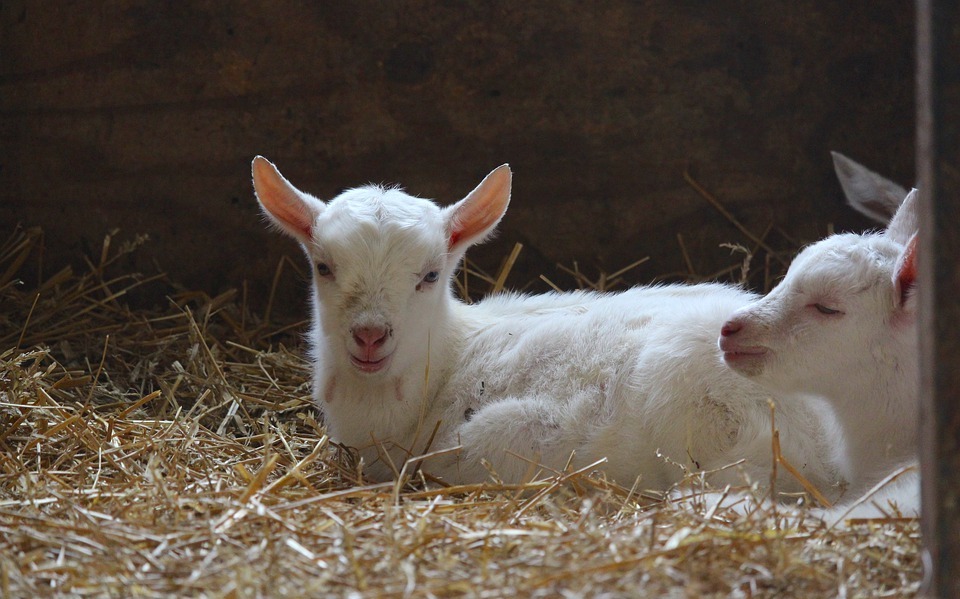 goat, baby, farm