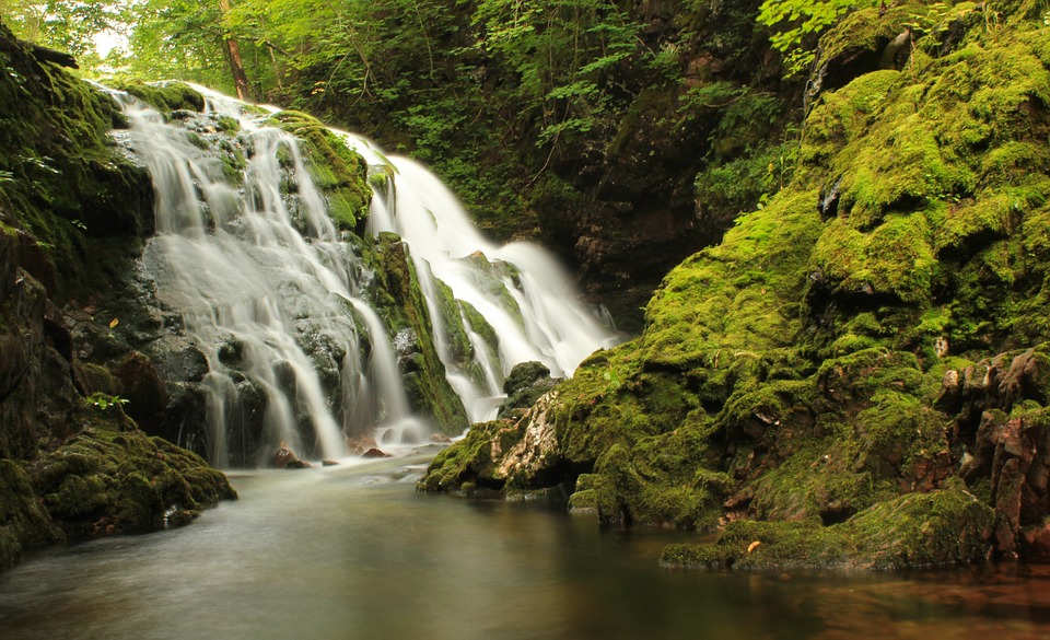 waterfall, bach, forest