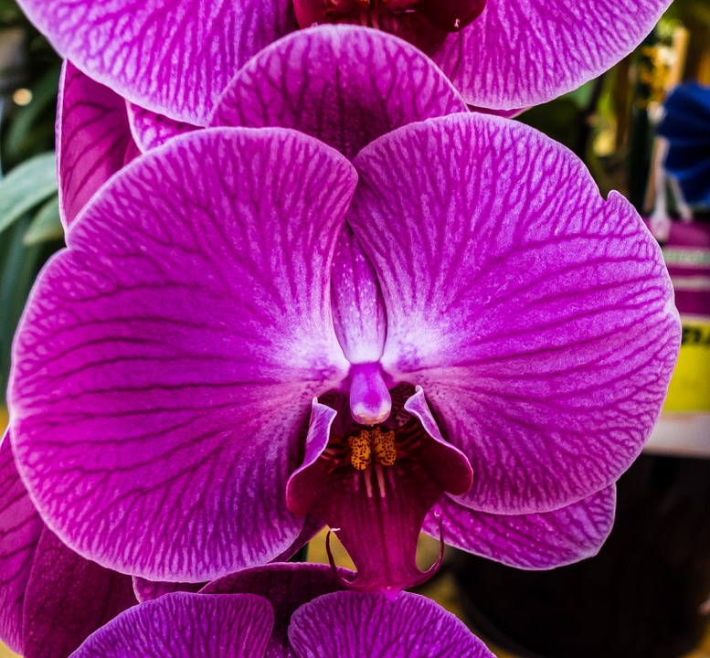 orchid, flower, blossom