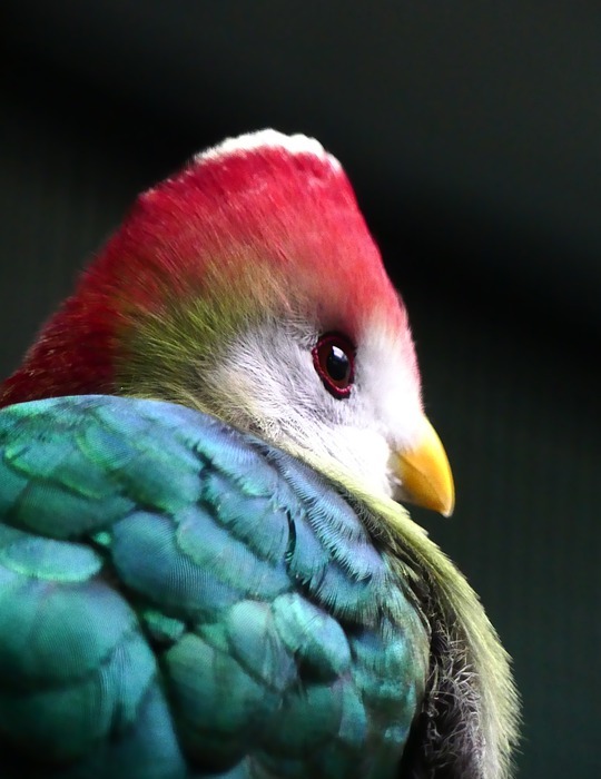 bird of paradise, bird, colorful