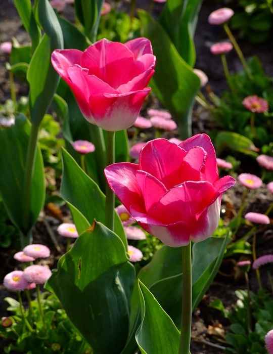 flowers, spring, tulips