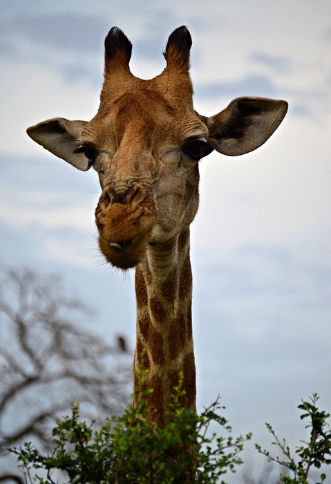 giraffe, curious, africa