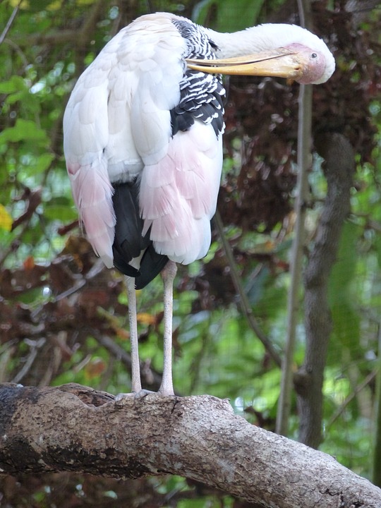 bird, marabou, thailand