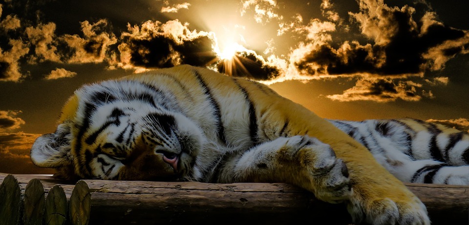 tiger, sleep, rest