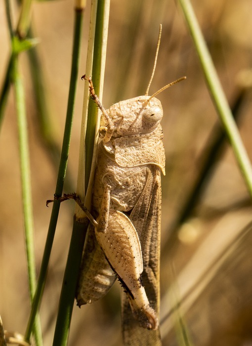 cricket, insect, grasshopper