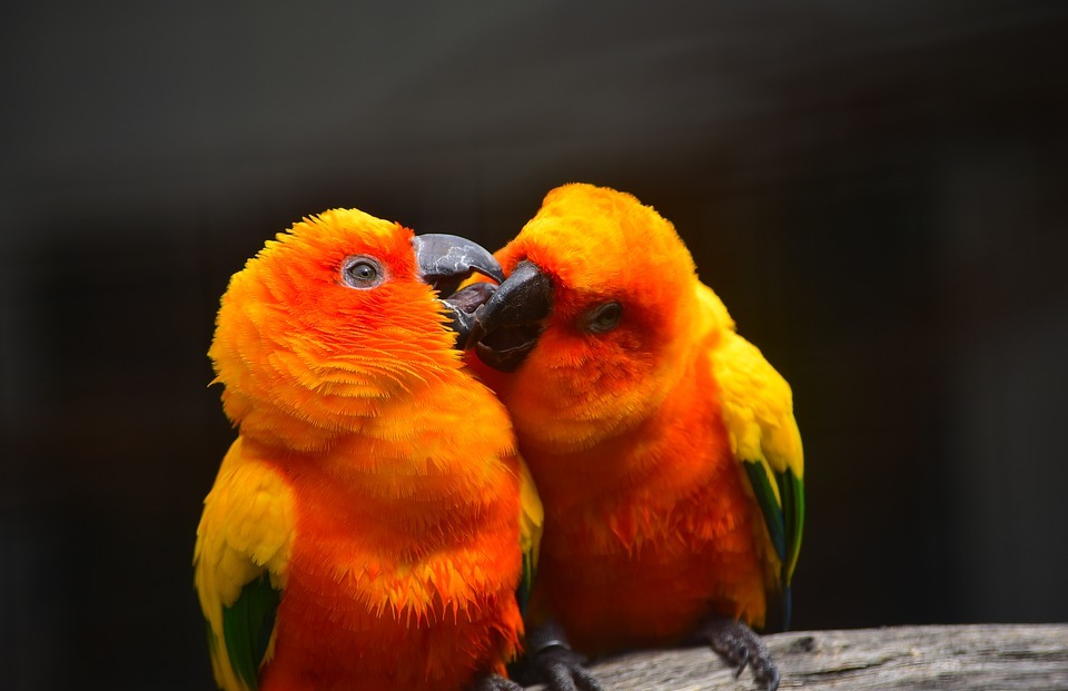 parrot, kissing, bird