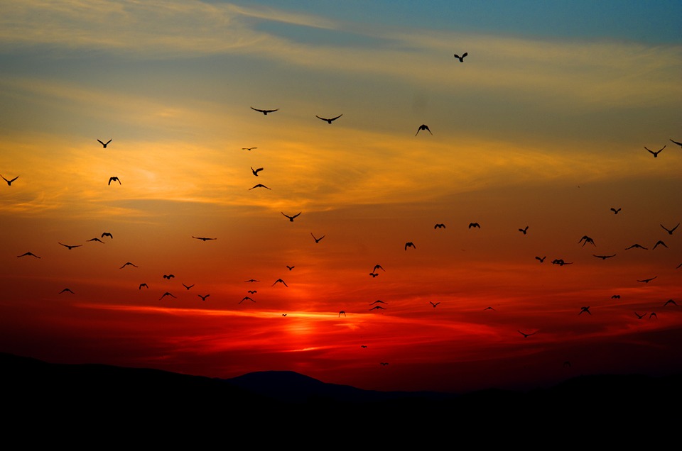 sunset, birds, flying