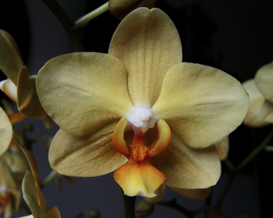 cream-colored orchid, room plant, exotic plant