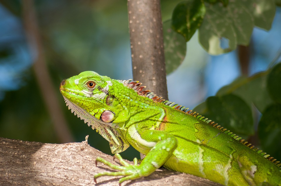iguana, reptile, wildlife