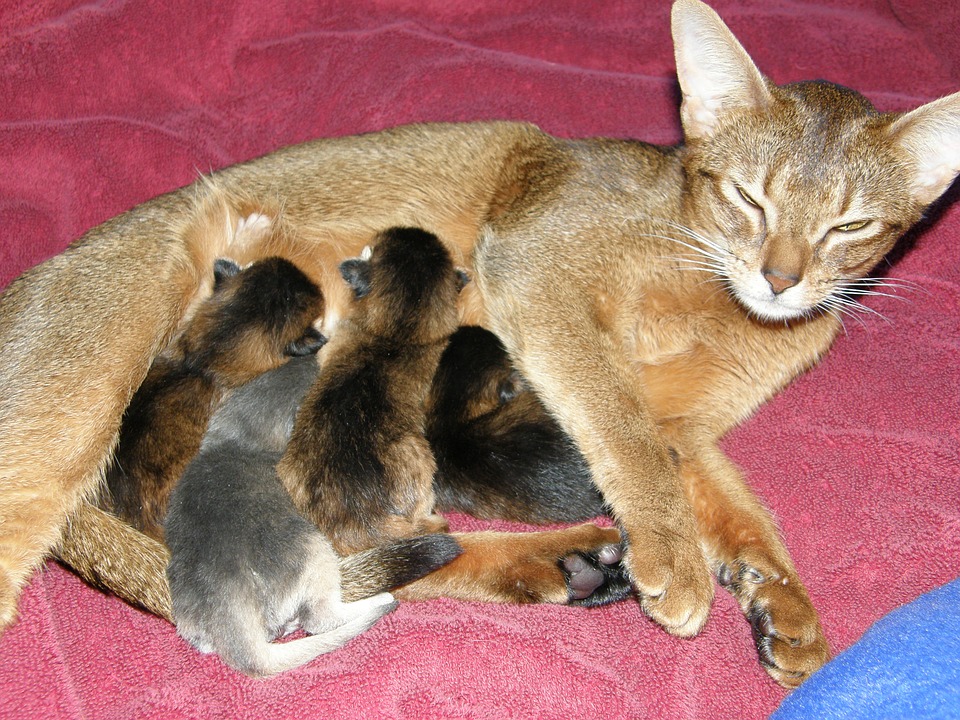 mother cat, babies, animals
