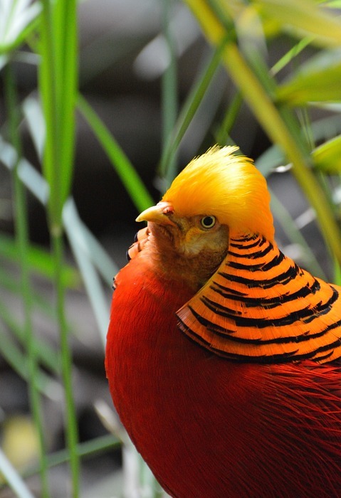golden pheasant, exotic, bird