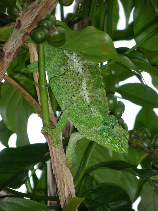 lizard, hawaii, reptile