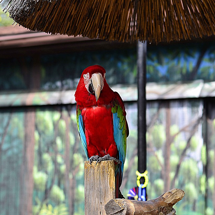 parrot, zoo, bird