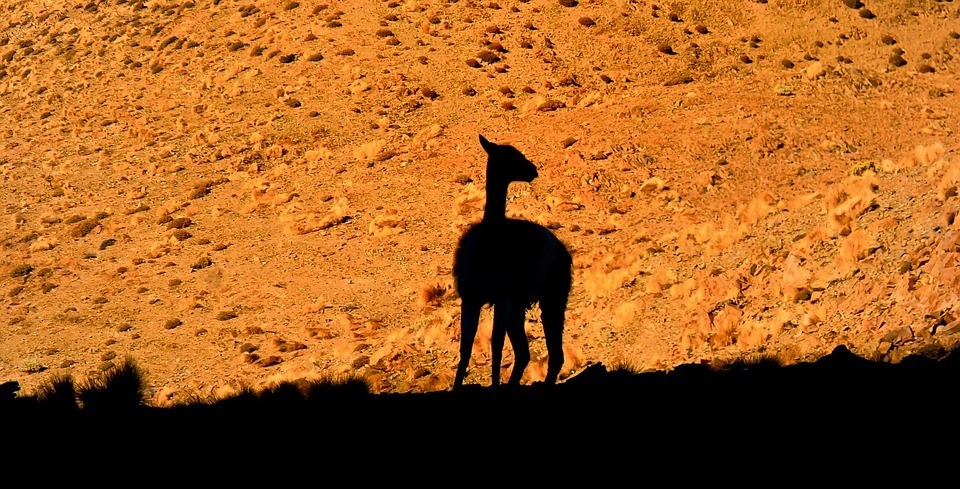 llama, andes, desert