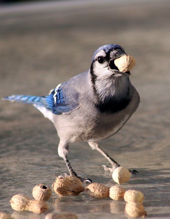 bird, bluejay, feeding