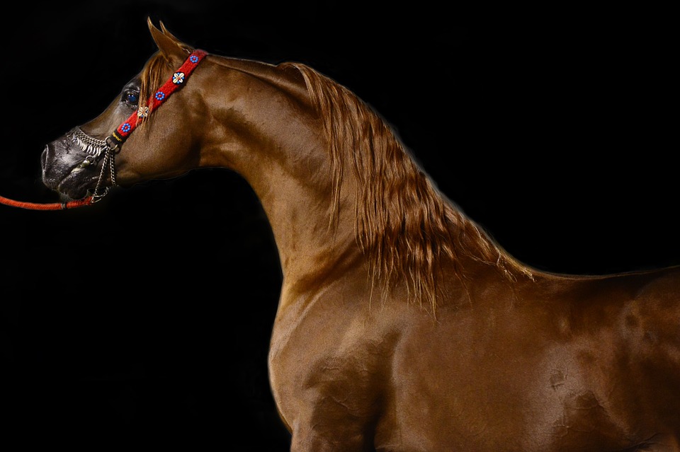 horse, arabian, animal