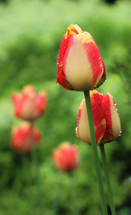 tulip, flower, beauty
