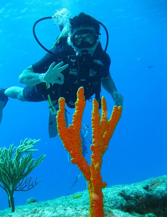 diver, undersea, sea