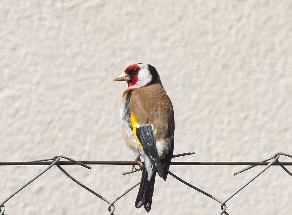european goldfinch, bird, colorful plumage