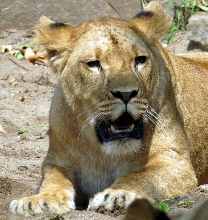 lioness, wildcat, predator