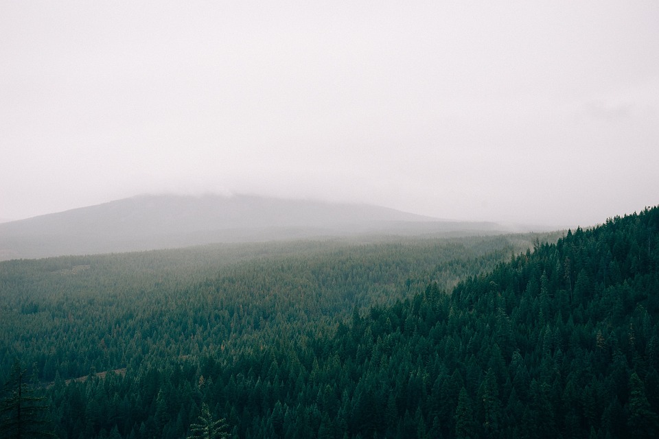forest, fog, foggy