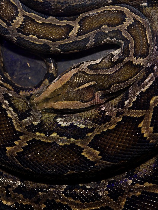 snake, reptile, skin