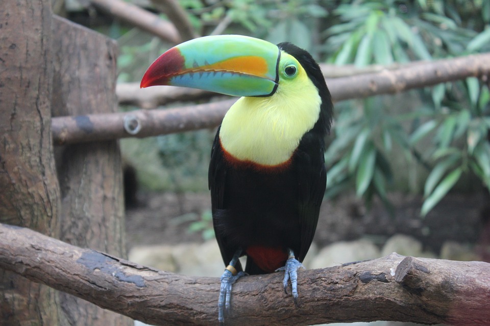 toucan, bird, tropical bird