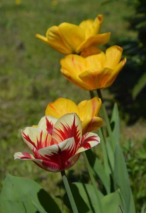 tulip, flower, yellow