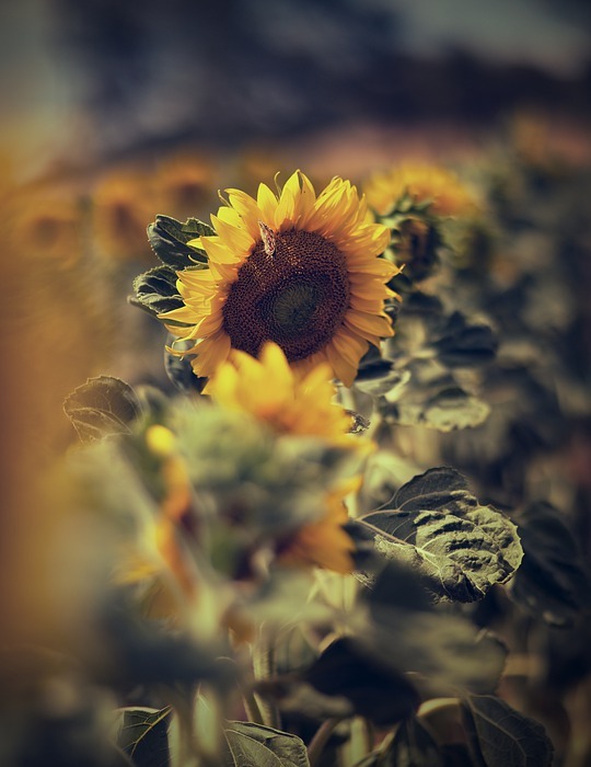 sunflower, field, summer