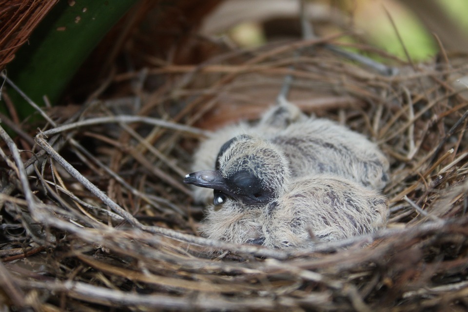 bird's nest, baby bird, bird