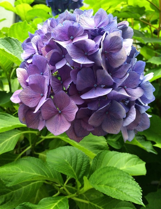 hydrangea, purple, blossom