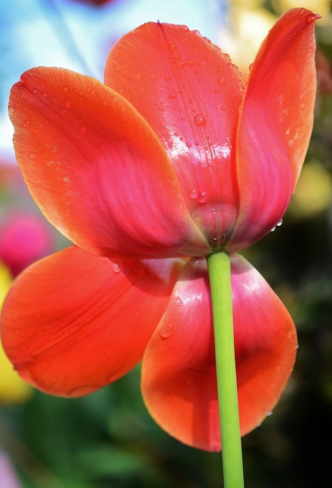 tulip, flower, spring