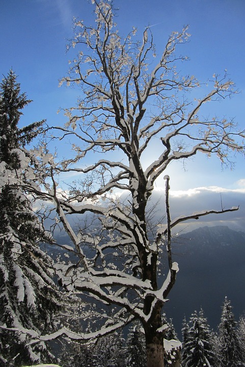 tree, winter, snowy