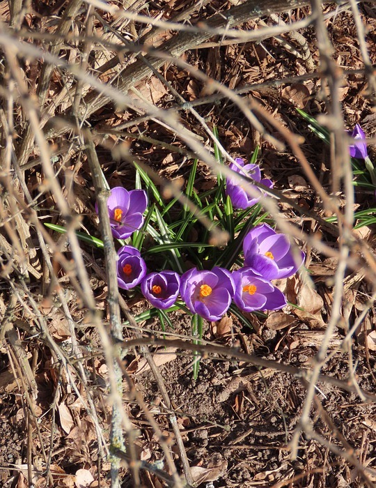 crocus, spring flower, spring