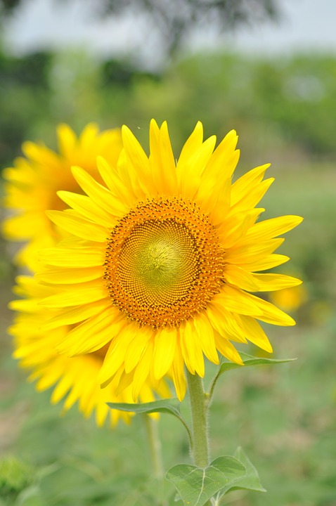 sunflower, flower, summer