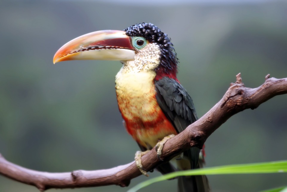 toucan, bird, wildlife