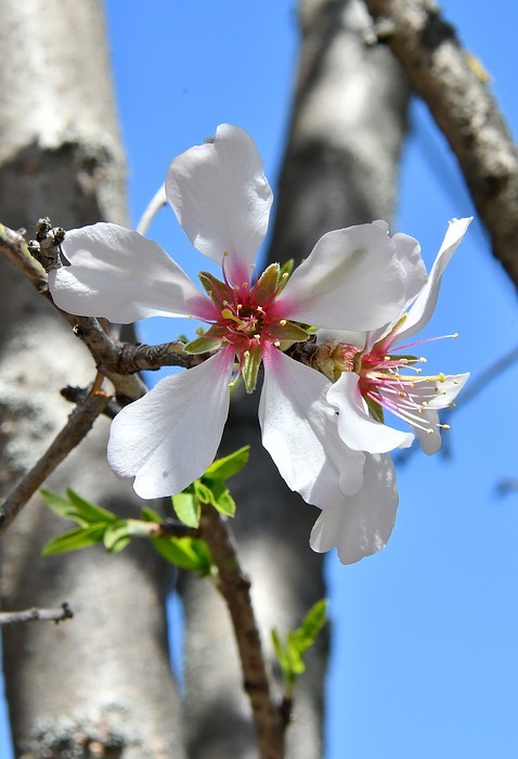 spring flower, spring, kikelet pansio