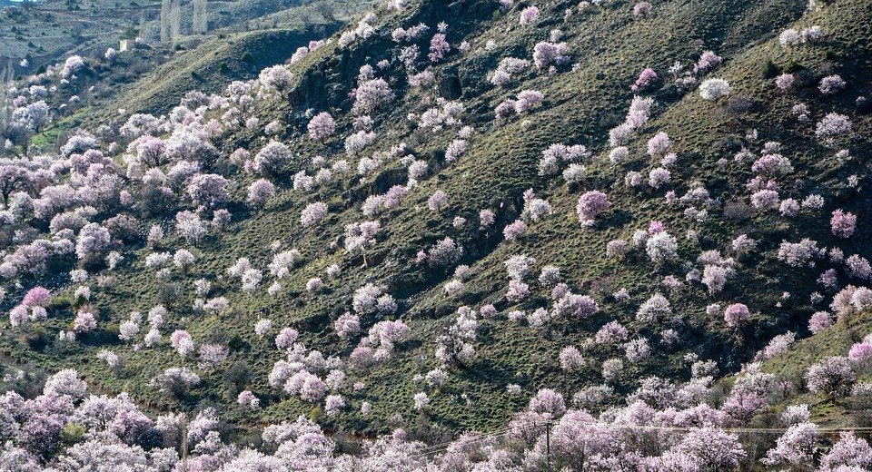 spring, almond trees, almond blossoms