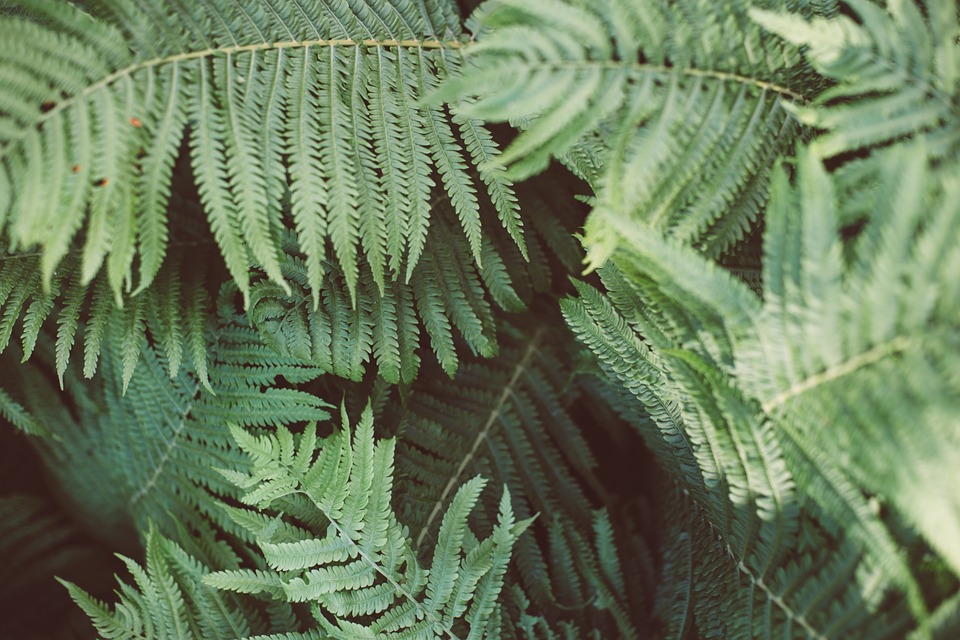 fern, plant, green