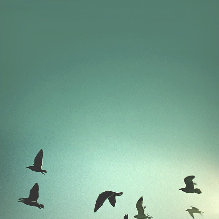birds, sky, abstract