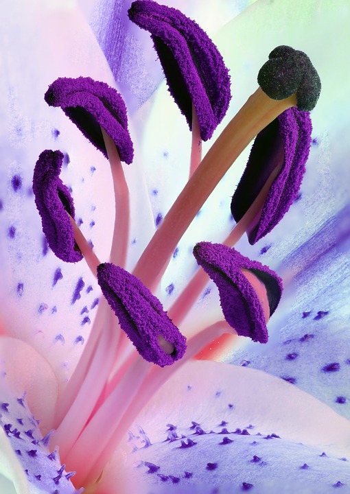 lily, stamens, pollen