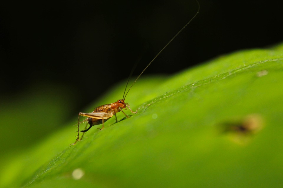bug, cricket, leaf