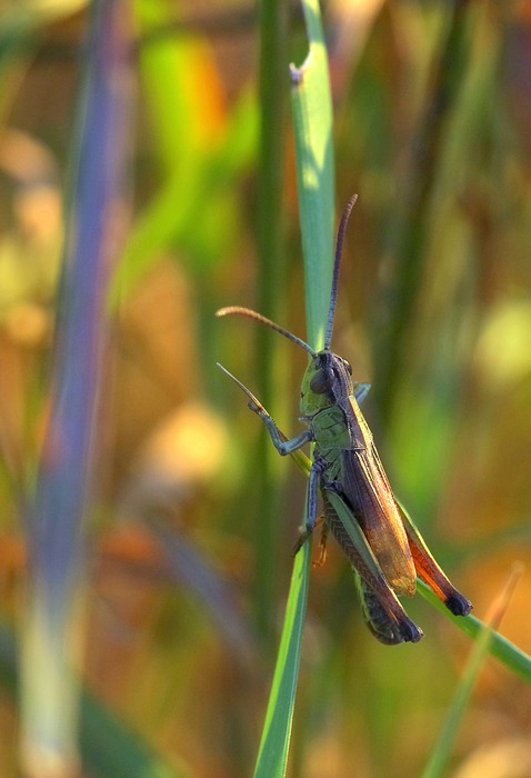cricket, tettigonia viridissima, insect
