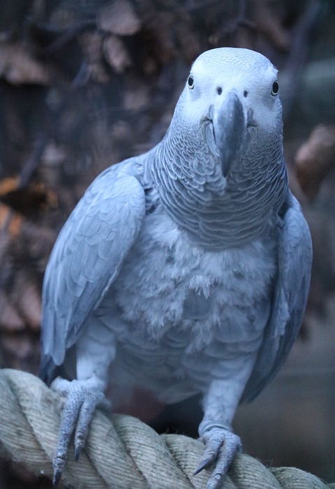 african grey parrot, bird, grey