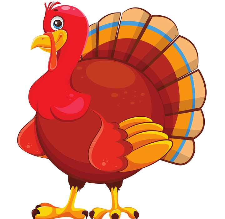 bird, turkey, thanksgiving